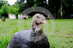 Judgemental turkey on farm photo