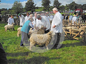 Judging sheep at agricultural show
