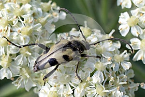Judolia instabilis Flower Beetle