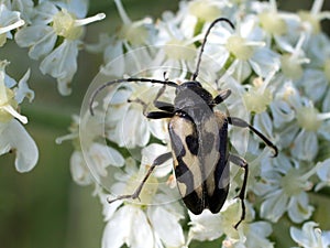 Judolia instabilis Flower Beetle