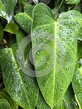 ?Judul: Soft Elegance - Close-up Bunga Begonia Putih & Pink