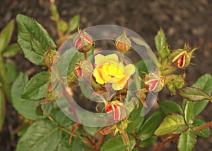 Judy Garland rose bush inside landscaping