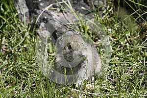 Juevenile pika (Ochotona princeps) chews on grass