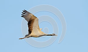 Jufferkraan, Demoiselle Crane, Anthropoides virgo