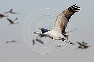 Jufferkraan, Demoiselle Crane, Anthropoides virgo