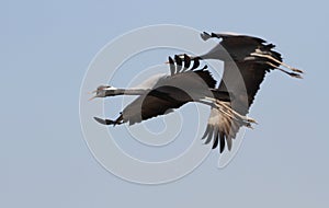 Jufferkraan, Demoiselle Crane, Anthropoides virgo