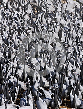 Jufferkraan, Demoiselle Crane, Anthropoides virgo