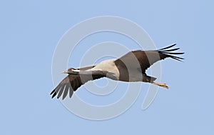 Jufferkraanvogel, Demoiselle Crane, Anthropoides virgo