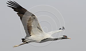 Jufferkraanvogel, Demoiselle Crane, Anthropoides virgo