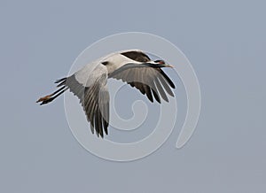 Jufferkraanvogel, Demoiselle Crane, Anthropoides virgo