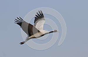 Jufferkraanvogel, Demoiselle Crane, Anthropoides virgo