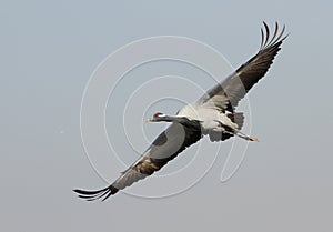 Jufferkraanvogel, Demoiselle Crane, Anthropoides virgo