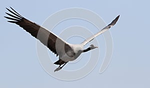 Jufferkraanvogel, Demoiselle Crane, Anthropoides virgo