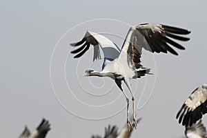 Jufferkraanvogel, Demoiselle Crane, Anthropoides virgo