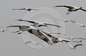 Jufferkraanvogel, Demoiselle Crane, Anthropoides virgo