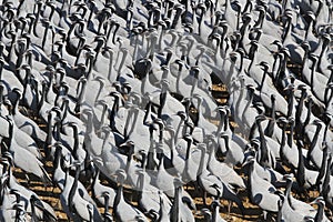 Jufferkraanvogel, Demoiselle Crane, Anthropoides virgo