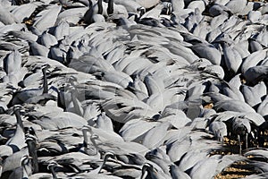 Jufferkraanvogel, Demoiselle Crane, Anthropoides virgo