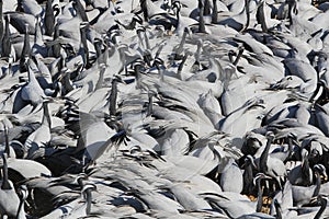 Jufferkraanvogel, Demoiselle Crane, Anthropoides virgo