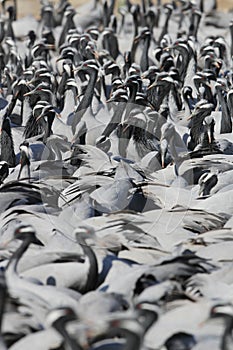 Jufferkraanvogel, Demoiselle Crane, Anthropoides virgo