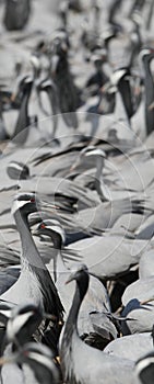 Jufferkraanvogel, Demoiselle Crane, Anthropoides virgo