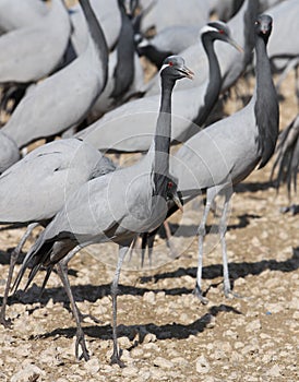 Jufferkraanvogel, Demoiselle Crane, Anthropoides virgo