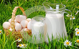 Jug and glass of milk with eggs, grass and daisies