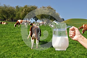 Jug of milk against herd of cows