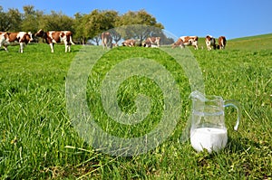 Jug of milk against herd of cows