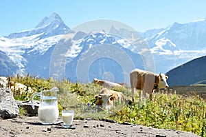 Jug of milk against herd of cows