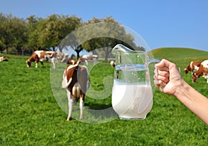 Jug of milk against herd of cows