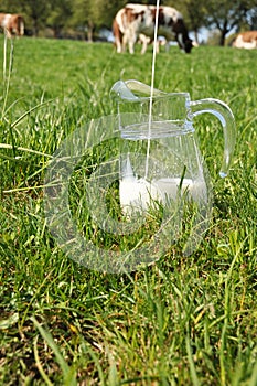 Jug of milk against herd of cows