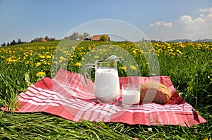 Jug of milk and bread on the spring meadow