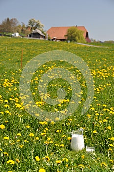 Jug of milk on the meadow