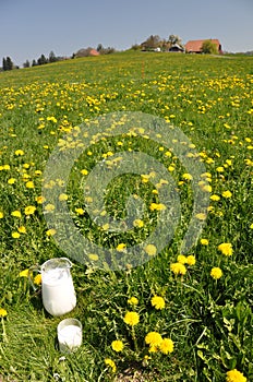 Jug of milk on the meadow