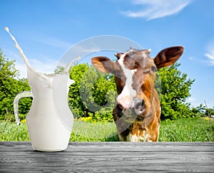 Jug of milk with splash on background of the muzzle of calf