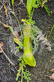 Jug of a nepentes and club moss