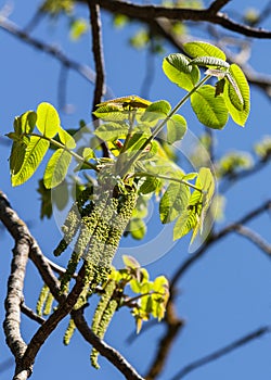 Juglandaceae juglans ailantifolia carriere, female and male flowers