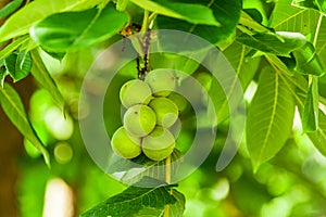 Juglandaceae juglans ailantifolia carriere, manchurian five green nuts