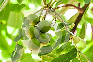 Juglandaceae juglans ailantifolia carriere, manchurian five green nuts on a branch photo