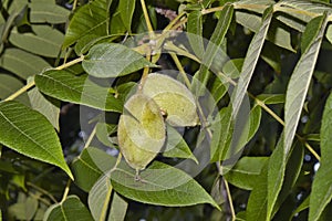 Juglans cinerea, butternut