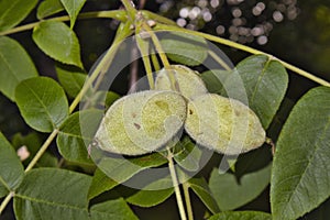 Juglans cinerea, butternut