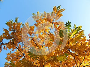 Juglans mandshurica foliage in autumn