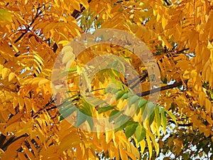 Juglans mandshurica foliage in autumn