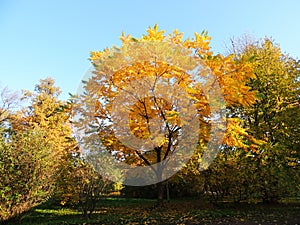 Juglans mandshurica foliage in autumn