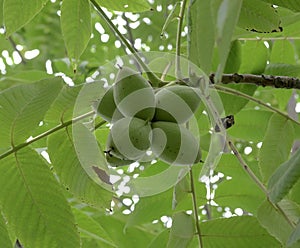 Juglans mandshurica - fruits