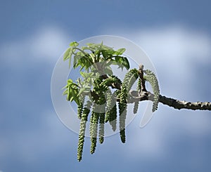 Juglans mandshurica, male inflorescences