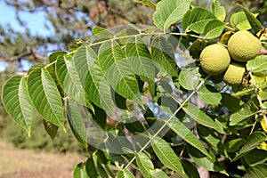 Juglans nigra