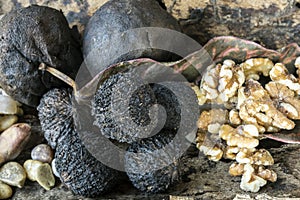 Juglans nigra, the eastern black walnut