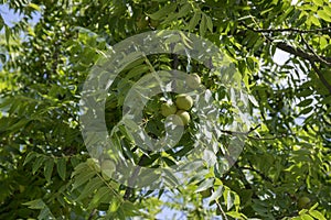 Juglans nigra green unripened nuts on branches photo