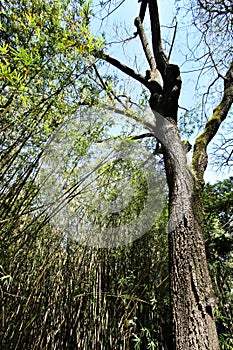 Juglans Nigra tree in the botanical garden of Lisbon